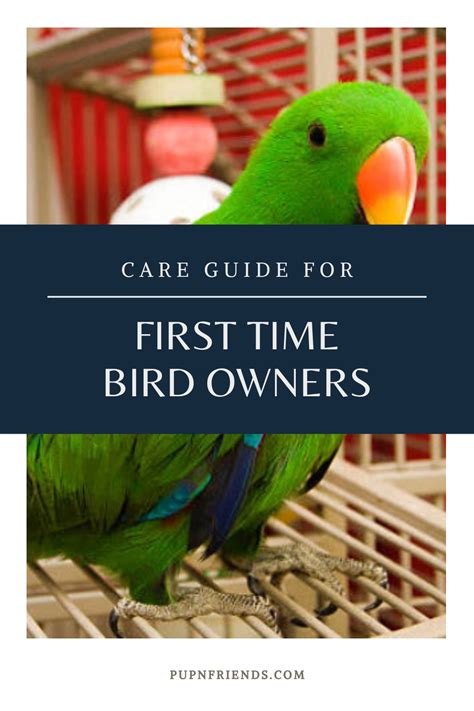 養雀|養雀小知識 Bird caring tips 